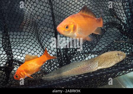 AMERIKANISCHE BULLFROG Kaulquappe Lithobates clesbeiana versehentlich mit Goldfisch (Carassius auratus) nach Großbritannien importiert. Vorübergehendes Halten im Aquarium. Stockfoto