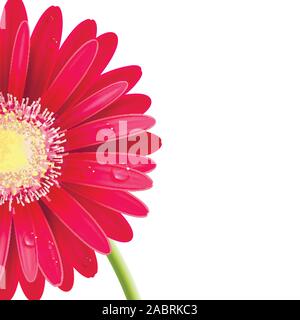 Rote Gerbera Blumen auf weißem Hintergrund Stock Vektor