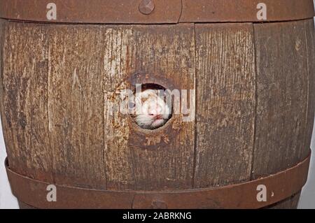 Frettchen Frettchen (Mustela putorius furo), Blick vom Loch in der Seite des Ein hölzernes Bierfass. Stockfoto