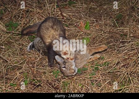 POLECAT FRETTCHEN Mustela putorius furo mit Kaninchen (Oryctolagus cuniculus) Beute UK. Räuberische Natur vom Menschen verwendet, um Säugetier Schädlingsarten zu kontrollieren. Stockfoto