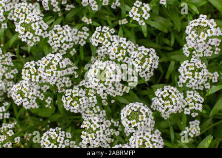 Lobularia maritima Garten Anlage verwendet wird, Grenzen zu verzieren, Blumenbeete. Rasen Pflanze mit kleinen weißen Blüten Blüten am Stengel. Hintergrund Hintergrund Stockfoto