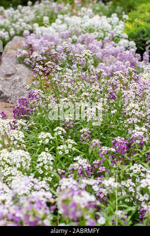 Lobularia maritima Blüte Garten dekorative Pflanze, Garten Dekoration. Rasen Pflanze mit weißen Lila Flieder kleine Blumen auf dem Schaft. Backgro Stockfoto