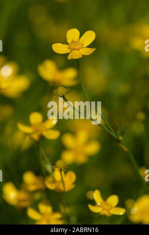 Hahnenfuss Ranunculus flammula, Brennender, weniger Spearwort Stockfoto