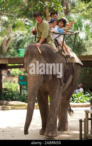 Touristen, die in die Rückseite des Asiatischen Elefanten Singapur Zoo. Stockfoto