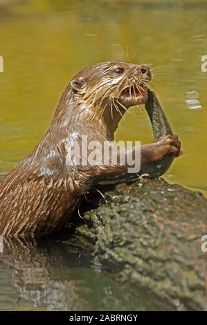 Asiatische Small - KRATZTE OTTER essen ein Wels Amblonyx cinerea Singapur Zoo. Stockfoto