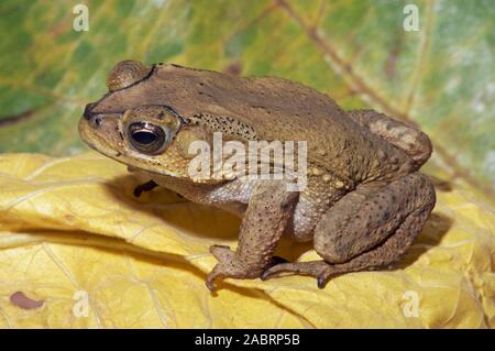 ASIATISCHE KRÖTE Duttaphrynus (Bufo) melanostictus). Singapur. Stockfoto