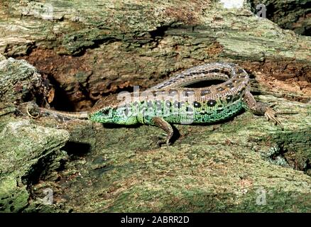 SANDEIDECHSE (Lacerta agilis), im dritten Jahr Männchen in voller Zuchtfarbe. Stockfoto