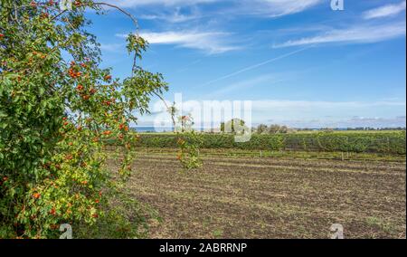 Idyllische Landschaft rund um Illmitz in einem Gebiet namens Burgenland in Österreich Stockfoto