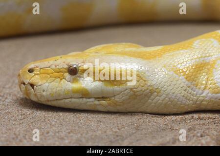 Dunkler Tigerpython Stockfoto
