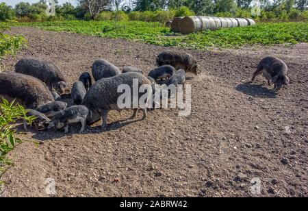 Gruppe von Mangalica pics Graben auf dem Boden Stockfoto