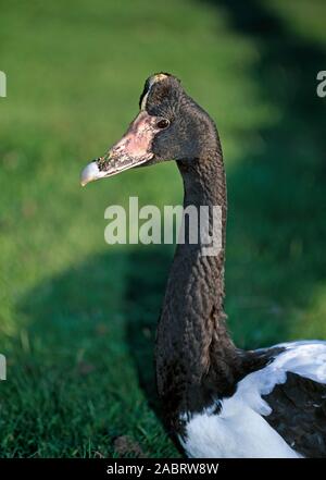 MAGPIE oder gescheckt, oder halb-PALMATED GANS (Anseranas semipalmata). Porträt, Nahaufnahme. Stockfoto