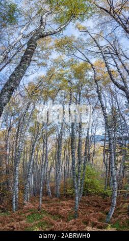 Birkenwald im Herbst Stockfoto