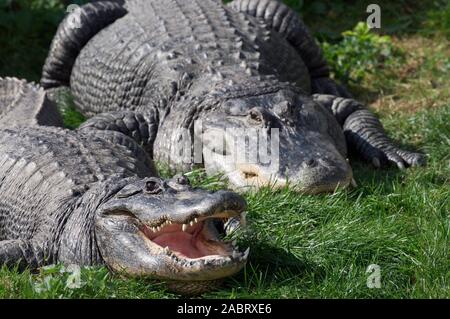 Amerikanische Alligatoren Alligator mississipiensis. Erwachsene Kuh im Vordergrund, Bull hinter sich. Aalen in der Sonne. Thermoregulation. Ectothermic. Stockfoto