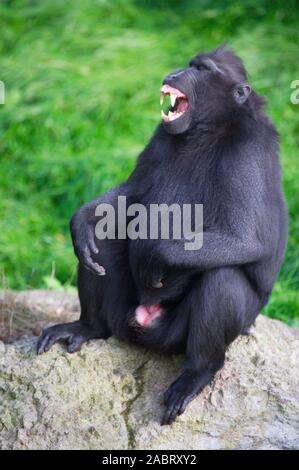 SULAWESI CRESTED schwarzen Makaken (Macaca nigra). männlichen Erwachsenen zeigen eine Gesichtsbehandlung Grimasse Gruß gefährdet. Stockfoto