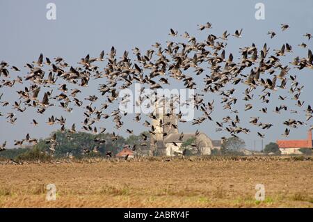 Rosa-Gänse (Anser brachyrhynchus), fliegt über abgeerntete Kartoffelfeld, Waxham, Norfolk. Stockfoto