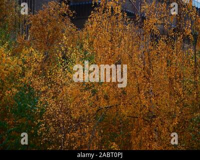 Gelben Blätter im Herbst und die braunen und grünen Blätter sind auf diesen Birken außerhalb der Tate Modern in London im November 2019 gesehen. Stockfoto