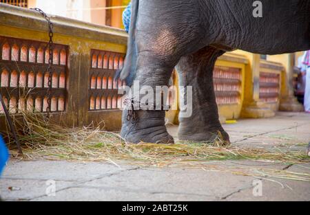 Der Elefant Fuß ist mit einem Metall Kette in den inneren Tempel Heiligtum gebaut Stockfoto