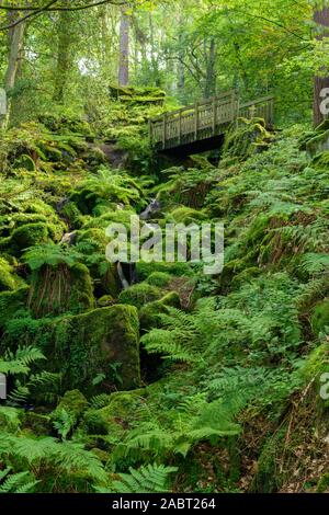 Der Heber Ghyll (Scenic green üppigen Wäldern in steilen felsigen Schlucht u. hölzerne Brücke über Stream fließen), Ilkley, West Yorkshire, England, UK. Stockfoto