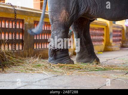 Der Elefant Fuß ist mit einem Metall Kette in den inneren Tempel Heiligtum gebaut Stockfoto