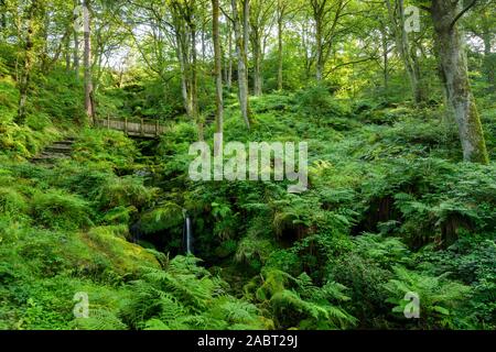 Der Heber Ghyll (Scenic green Woodland in steile, felsige Schlucht, Stream fließen & Weg zum holzbrücke), Ilkley, West Yorkshire, England, UK. Stockfoto