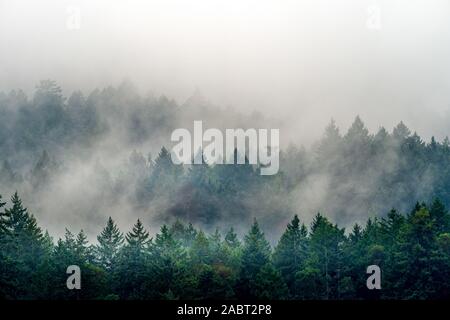 Ein Rauch aus einem Wald voll von verschiedenen Arten von grünen Pflanzen in Kanada Stockfoto