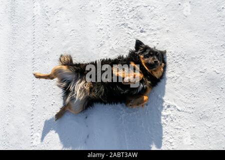 Schäferhund liegt auf dem Rücken im Schnee auf der Winterstraße Stockfoto