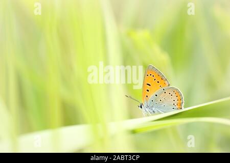 Schmetterling auf einer Wiese in der Sonne. Stockfoto