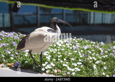 Australian White Ibis, Threskiornis moluccus, Seitenansicht von Erwachsenen Vogel in den Botanischen Gärten, Sydney, Australien Stockfoto