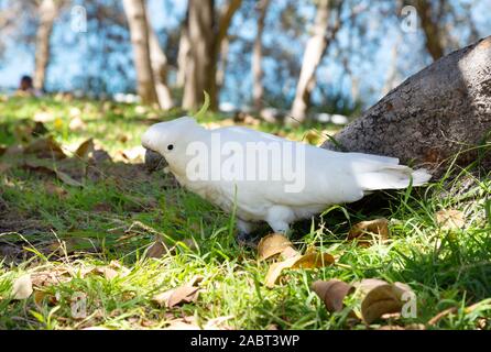 Schwefel-Traubenkakadu ( Cacatua galerita ); Seitenansicht des erwachsenen Vogels; einer von vielen verschiedenen Vögeln wild in Sydney gefunden; Sydney Australien Stockfoto