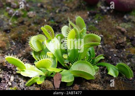 Eine Venusfliegenfalle ( Dionaea muscipula ) - Beispiel einer fleischfressenden Pflanze, die sich von Insekten ernährt Stockfoto