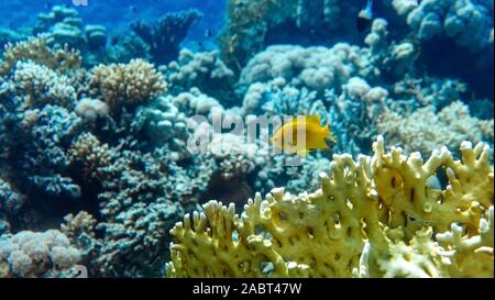 Leuchtend gelbe Tropische Fische im Meer. Salzwasser Fische im Meer in der Nähe von Coral Reef. Nahaufnahme der Verzweigung Fire Coral (Millepora alcicornis). Underwat Stockfoto