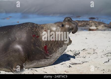 Männliche Südlicher See-Elefant (Mirounga leonina leonina) mit offenem Mund und Brüllen während der Brutzeit auf Sea Lion Island in den Falkland Inseln. Stockfoto