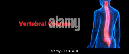 Die Wirbelsäule von menschlichen Skelett System Anatomie Stockfoto
