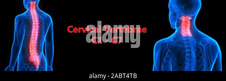 Wirbelsäule Halswirbelsäule des menschlichen Skeletts System Anatomie Stockfoto