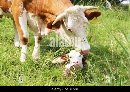 Liebe der Mutter, Kuh zeigt Ihr neugeborenes Kalb Liebe Stockfoto