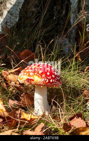 Fliegenpilz rot-weiß giftigen Fliegenpilz oder Pilz namens Amanita Muscaria, Niederlande Stockfoto
