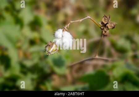 Nahaufnahme der weiße Baumwolle Blumen, grünen Blätter und Knospen auf Filialen in das Feld Stockfoto