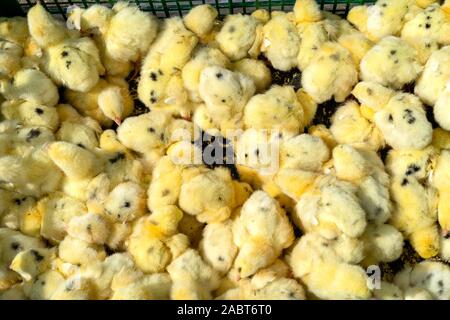 Viele gelbliche Ausschreibung Baby Hühner zum Verkauf in einer plasticbox auf einem Basar an einem sonnigen Tag. Ansicht von oben. Stockfoto