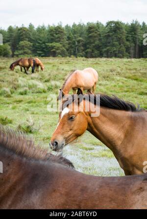 Herde von New Forest Ponys in englischer Landschaft Landschaft. New Forest National Park, Hampshire, Großbritannien Stockfoto