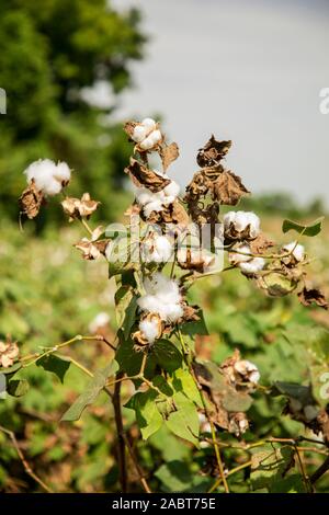 Nahaufnahme der weiße Baumwolle Blumen, grünen Blätter und Knospen auf den Ästen im Feld, Stockfoto