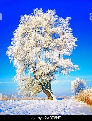 Vereister Baum im Winter Stockfoto