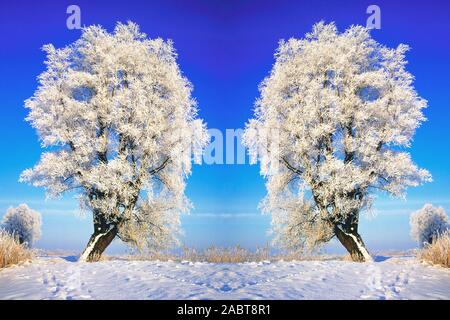 Zwei Baeume in Winterlandschaft mir Rauhreif Stockfoto