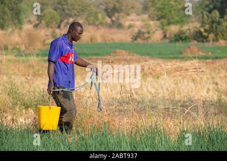 Microfinance client Markt Landwirtschaft in der Provinz Savanes, Norden Togos. Stockfoto