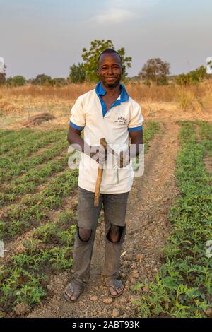 Microfinance client Markt Landwirtschaft in der Provinz Savanes, Norden Togos. Stockfoto