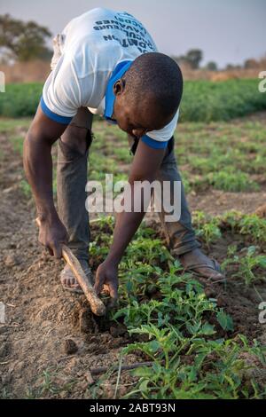 Microfinance client Markt Landwirtschaft in der Provinz Savanes, Norden Togos. Stockfoto