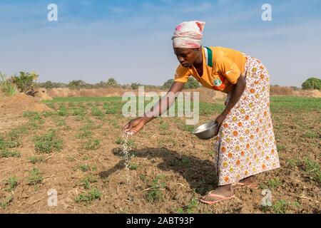 Microfinance client Markt Landwirtschaft in der Provinz Savanes, Norden Togos. Stockfoto