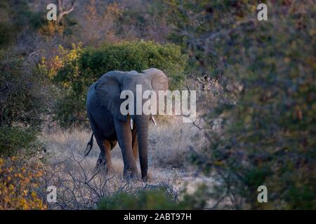 Afrikanischer Elefant (Loxodonta africana). Krüger National Park. Südafrika. Stockfoto