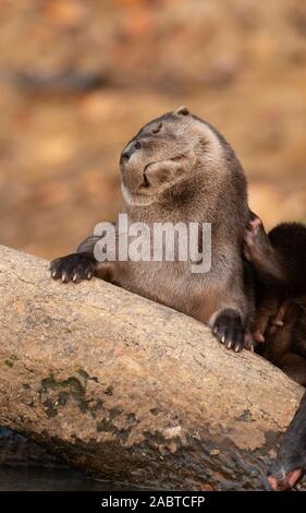 Ein NEOTROPISCHER Fischotter (Lontra longicaudis) aus Süd Pantanal, Brasilien Stockfoto