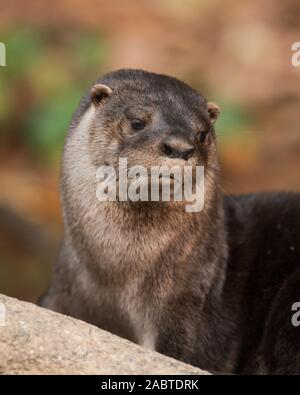 Ein NEOTROPISCHER Fischotter (Lontra longicaudis) aus Süd Pantanal, Brasilien Stockfoto