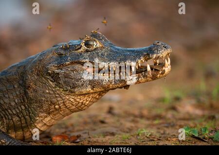 Ein Pantanal Kaimane (Caiman yacare) Stockfoto